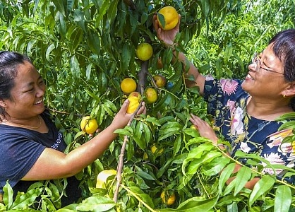 Китай наращивает усилия по развитию семейных ферм