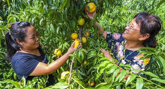 Китай наращивает усилия по развитию семейных ферм