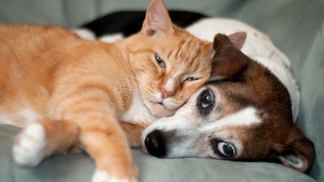 Антитела к коронавирусу найдены у кошек и собак