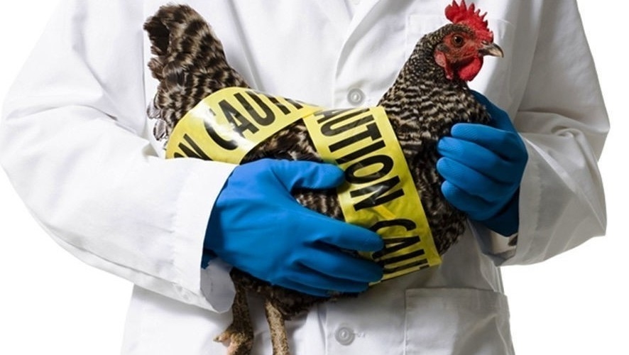 В Казахстане заявили о вспышке птичьего гриппа