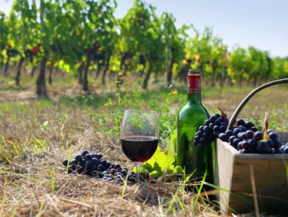  Производители винограда в Армении разоряются