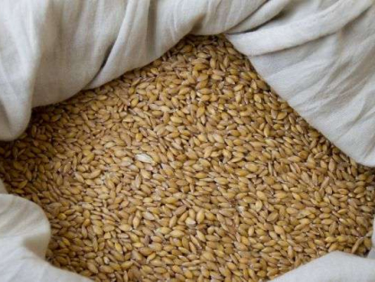 О ситуации на рынке зерна Казахстана высказались в Минсельхозе